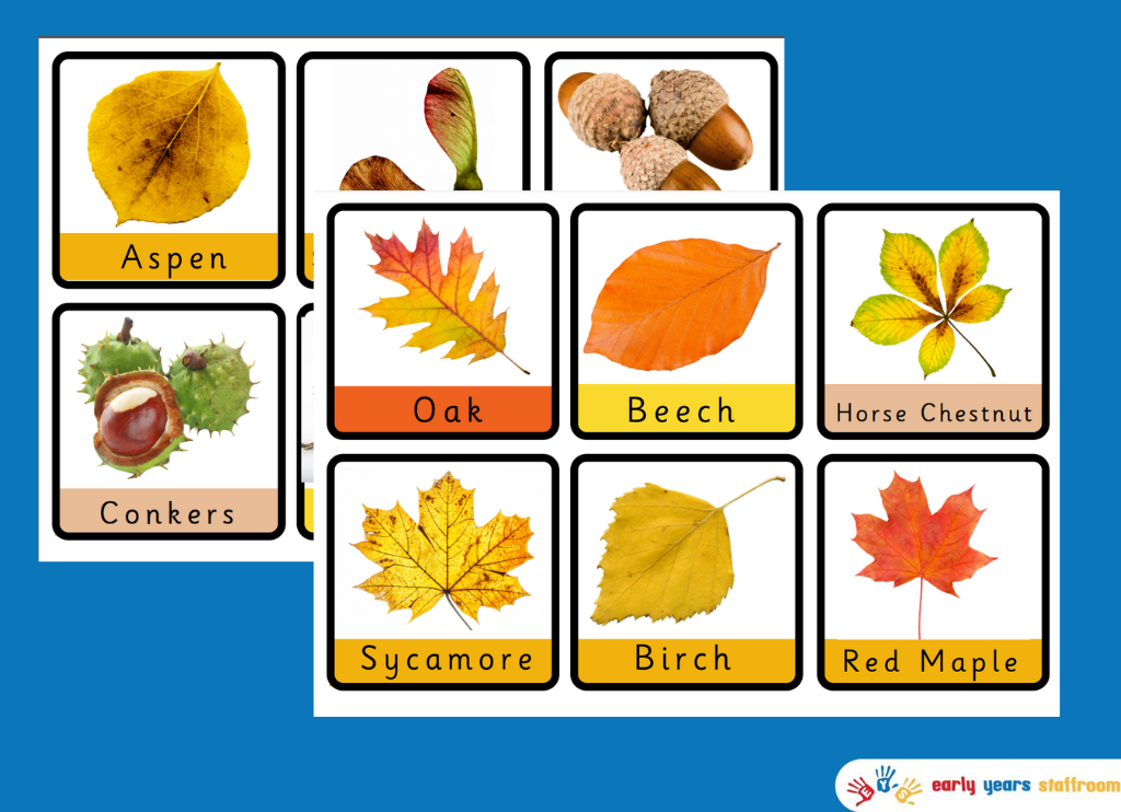 Autumn Leaves and Seeds - Early Years Staffroom